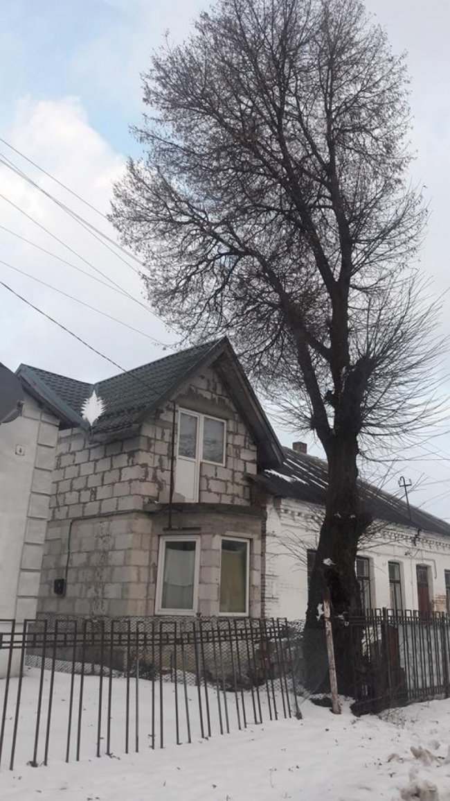 Може впасти на людей: лучанин просить зрізати аварійне дерево. ФОТО
