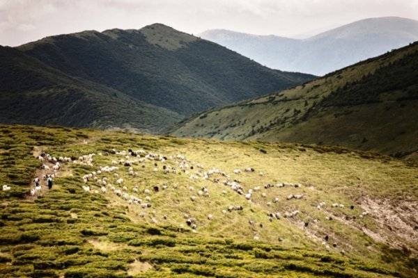 Чарівність карпатського літа крізь об'єктиви українських фотографів. ФОТО