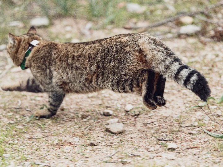 У місті на Волині невідомі жорстоко вбили двох дорослих кішок та маленьке кошеня