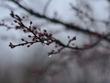 Погода у Луцьку та Волинській області на завтра, 25 лютого