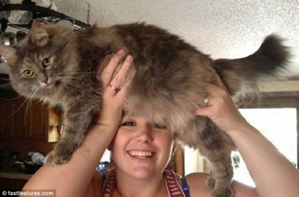 Нова інтернет-розвага: перуки з котів. ФОТО