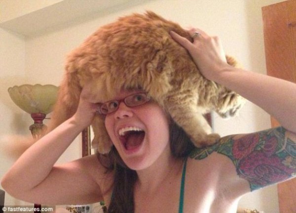 Нова інтернет-розвага: перуки з котів. ФОТО