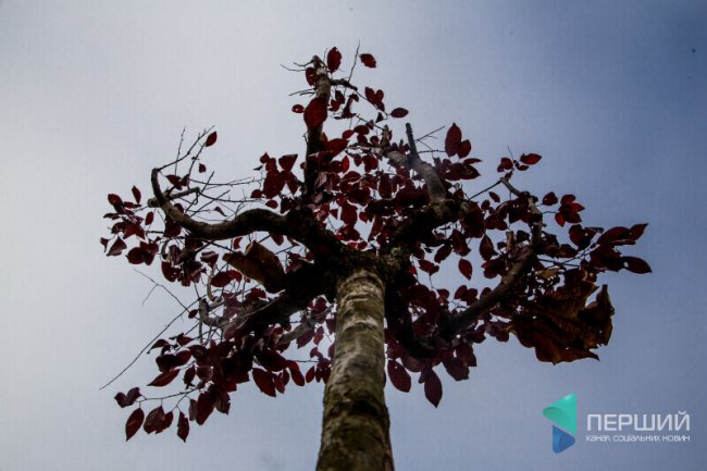 За фото в луцькому сквері – 150 доларів чи навушники AirPods*