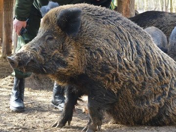 Качки, ставки з рибою і кабан Федір: як на Волині розвивається еко-туризм. ФОТО