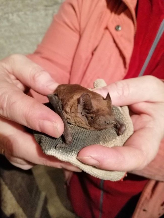 Волиняни врятували майже сотню кажанів, які зимували у щілинах вікон. ФОТО