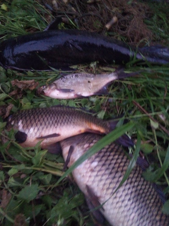 Затримали волинянина, який ловив рибу сітками. ФОТО