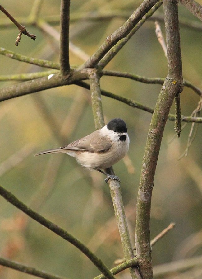 Перната красуня стала героєм фотосесії волинянина