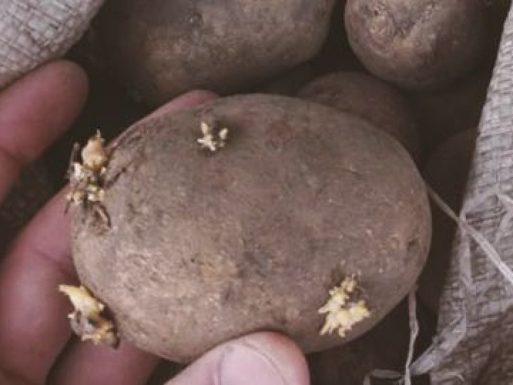 Скільки коштує насіннєва картопля на Волині: огляд цін та сортів