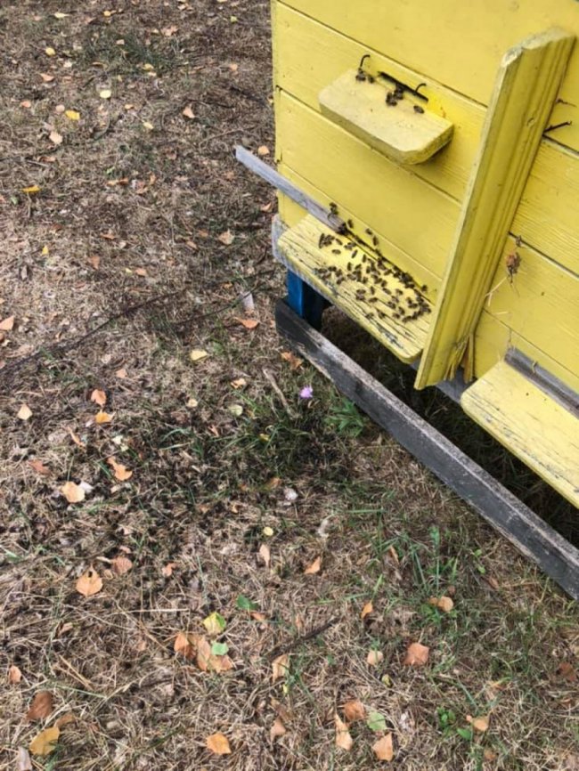 Бджоли загинули: на Волині невідомі облили 27 вуликів дизпаливом. ФОТО