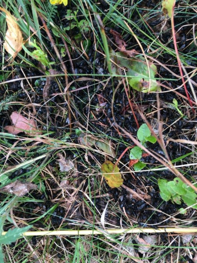 Бджоли загинули: на Волині невідомі облили 27 вуликів дизпаливом. ФОТО