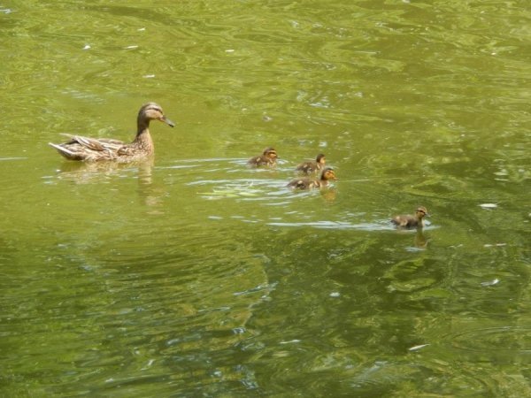 Дикі качки-крякви. Цього року вивели на водоймах зоопарку щонайменше три виводки.