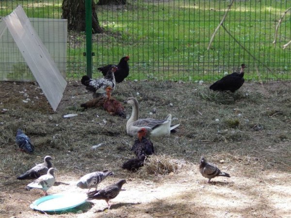  Дуже шкода, але зоопарківські дорослі гуси Боню не прийняли. Зараз вона - у вольєрі з декоративними курочками.