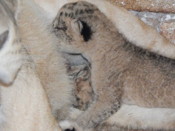  Левенята. Народилися 13-го липня у левиці Даші та лева Ніка. На цьому фото Даша вперше винесла малят із будиночка. Якраз через два тижні після народження левенят.