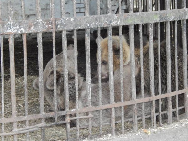 Зараз нам - 8 місяців. Ведмежата « на повну» споживають дорослу їжу – каші, рибу, овочі, фрукти. Але й від маминого молока відмовлятися поки не збираються.