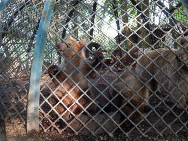 Улюблене місце ведмедиків – перекриття під дахом вольєру. Щоправда, тоді їх мама Маша дуже переживає. І кличе своїх неслухняних малюків характерним «ухканням».