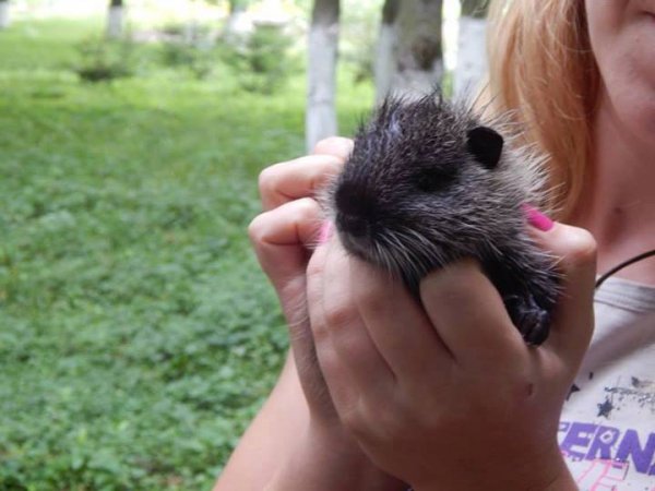 Нутрії. Народилися маленькі у липні.