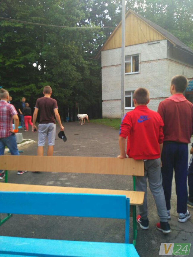 Закривавлений пес викликав переполох у дитячому таборі біля Луцька