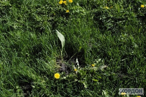 У Любомлі активісти посварились з владою через тюльпани. ФОТО 