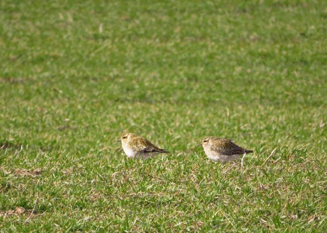 У волинському полі побачили величезну зграю рідкісних птахів. ФОТО