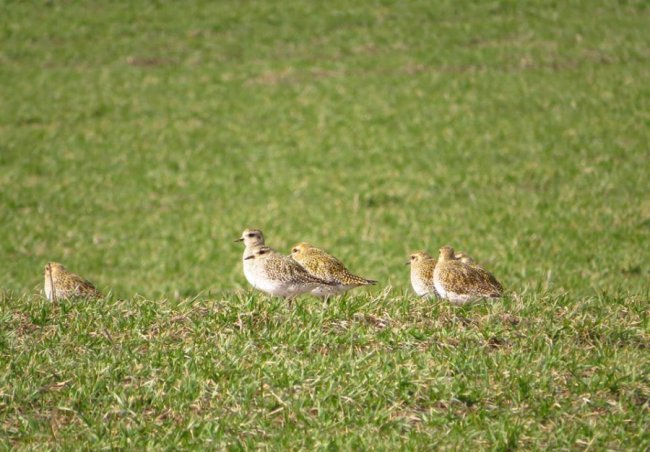 У волинському полі побачили величезну зграю рідкісних птахів. ФОТО