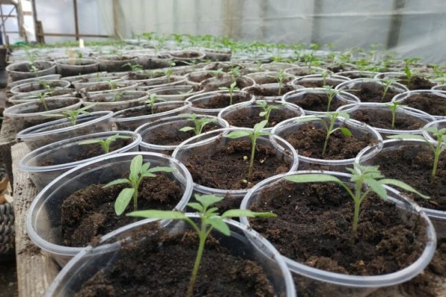 На Волині батько з сином зробили бізнес на вирощуванні розсади