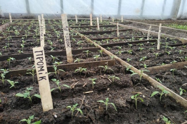 На Волині батько з сином зробили бізнес на вирощуванні розсади