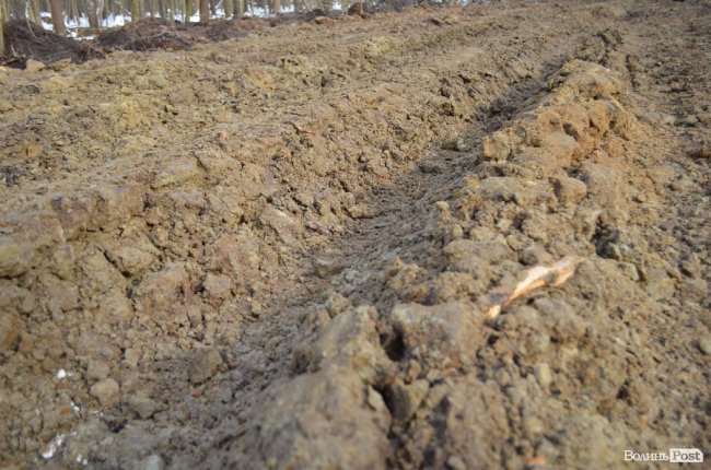 Лісівники показали, як підкорюють волинські джунглі. ФОТО