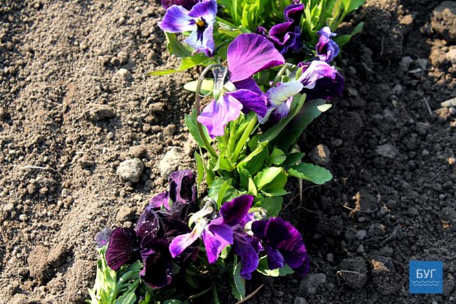 «Кожному – по дві троянди»: на Волині мами і дружини загиблих бійців висадили квіти в парку