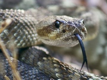 На Львівщині жінку вкусила змія, постраждала в реанімації