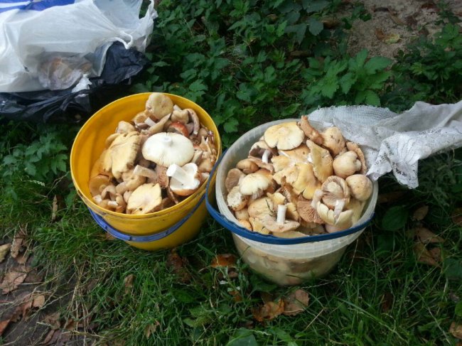 Лучанка похизувалася грибним «уловом». ФОТО