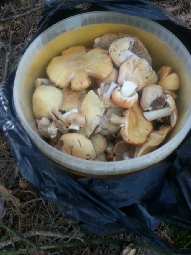 Лучанка похизувалася грибним «уловом». ФОТО