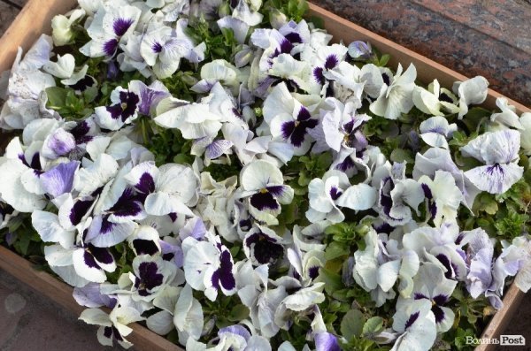 Як заквітчують центральну площу Луцька. ФОТО