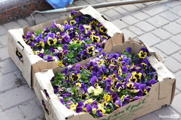 Як заквітчують центральну площу Луцька. ФОТО