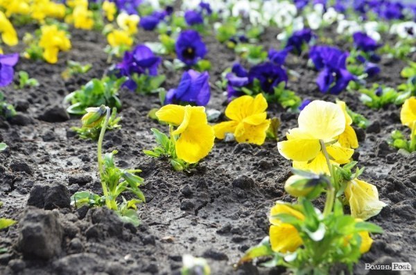 Як заквітчують центральну площу Луцька. ФОТО