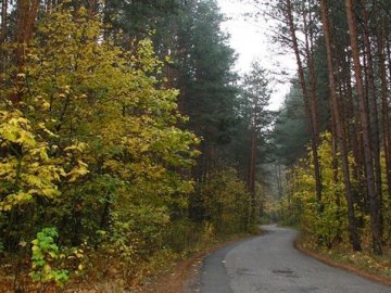 На Волині майже 150 га лісів вартістю близько пів мільярда гривень повернули у власність держави