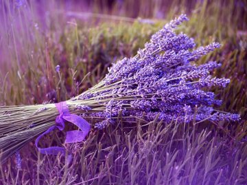Повідомили, коли у Волинській Голландії розпочнеться сезон лаванди 