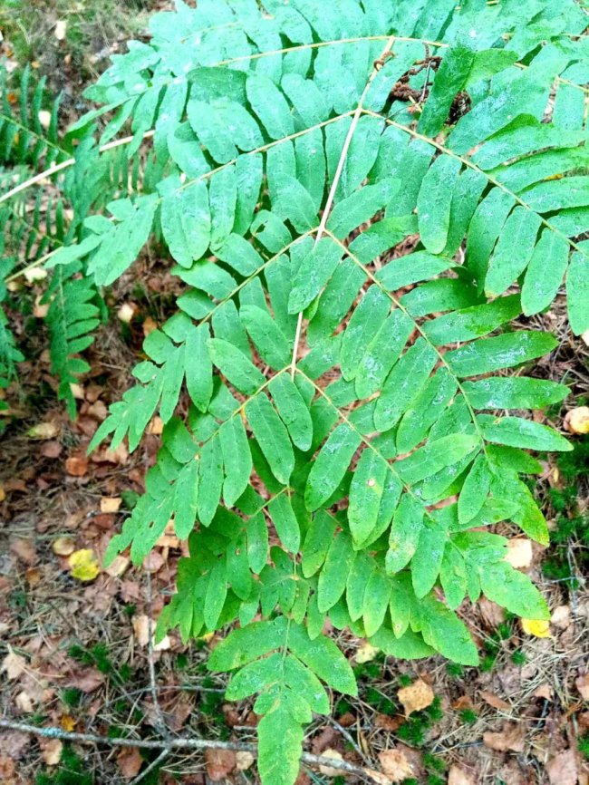 У національному парку на Волині знайшли унікальну рідкісну рослину. ФОТО