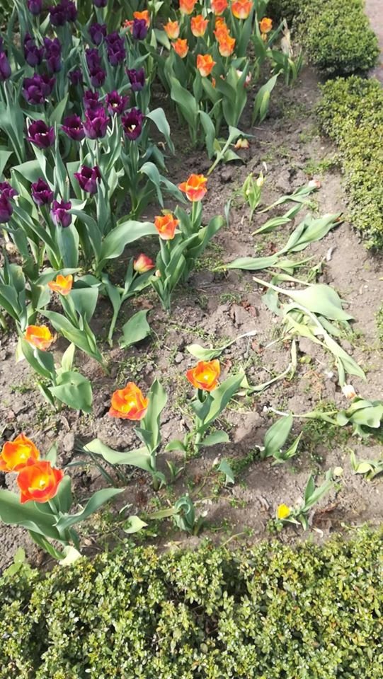 У Рівному за ніч чоловік по-варварськи знищив понад 1000 тюльпанів. ФОТО