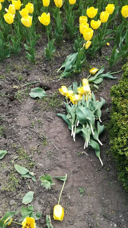 У Рівному за ніч чоловік по-варварськи знищив понад 1000 тюльпанів. ФОТО