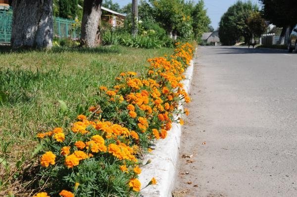 Як квітне райцентр на Волині. ФОТО