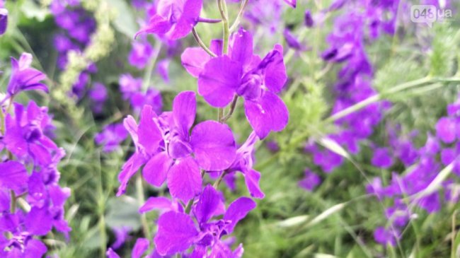Під Одесою фотолюбителі знищують унікальне поле фіолетових квітів
