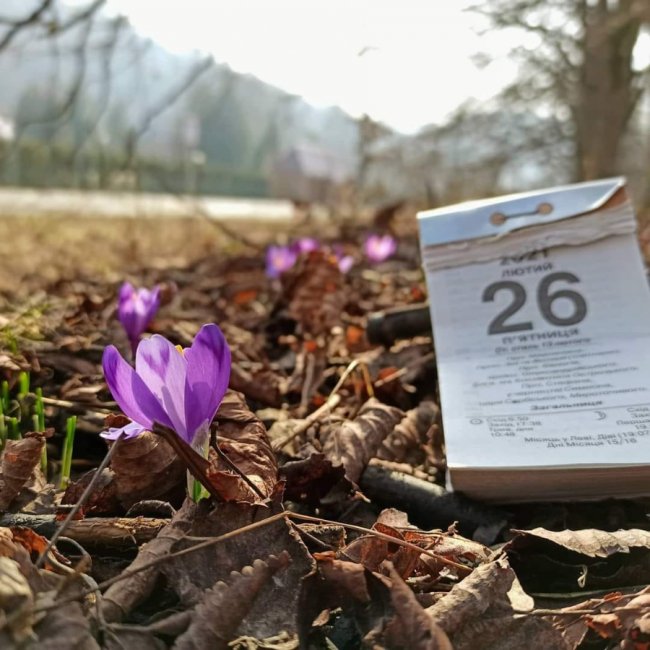 На Закарпатті розквітли перші крокуси та підсніжники. ФОТО