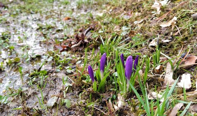 На Закарпатті розквітли перші крокуси та підсніжники. ФОТО