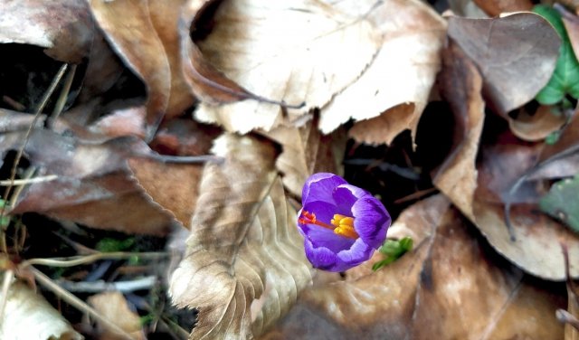 На Закарпатті розквітли перші крокуси та підсніжники. ФОТО