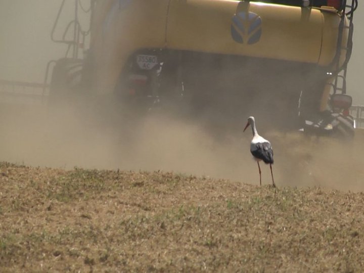 Скільки коштує гектар землі на Волині