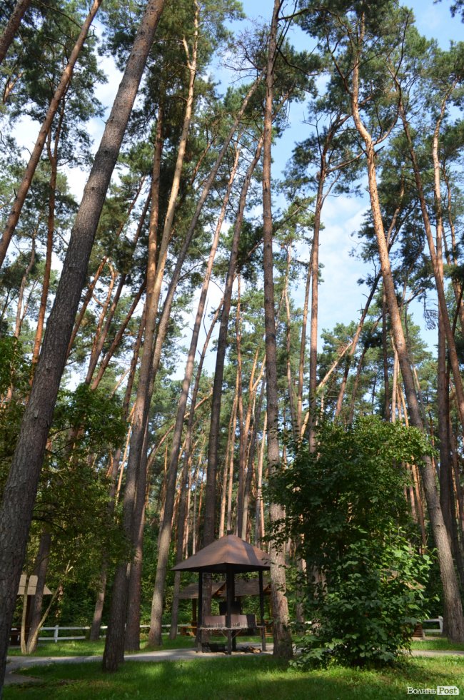 Кращий волинський санаторій: як у сосновому лісі «цвіте» «Пролісок». ФОТО