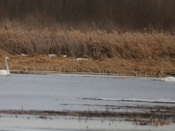 На волинській річці помітили лебедів, які залишилися на зимівлю