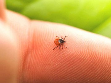 Двоє волинян підхопили небезпечну недугу після укусів кліщів 
