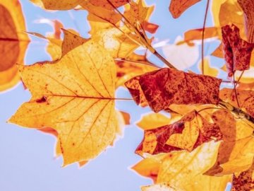 Погода в Луцьку та Волинській області на вівторок, 27 жовтня