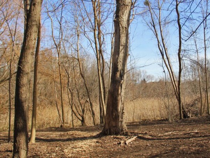 У центральному парку Луцька зрізатимуть дерева: назвали причину